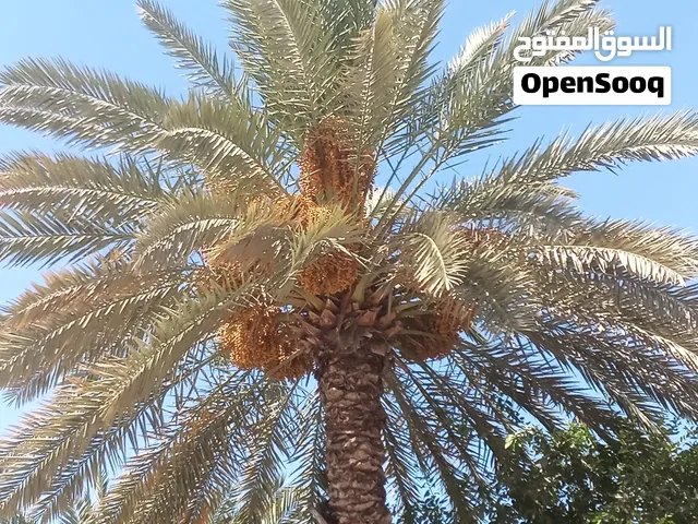 بسم الله ماشاءالله حلاوي للبيع من نخلته أقراء الوصف