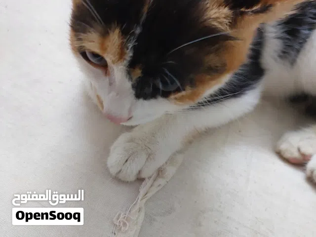 قطه صغيره للتبني