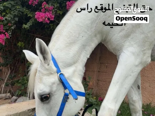 الفرس ل التبني اخواني