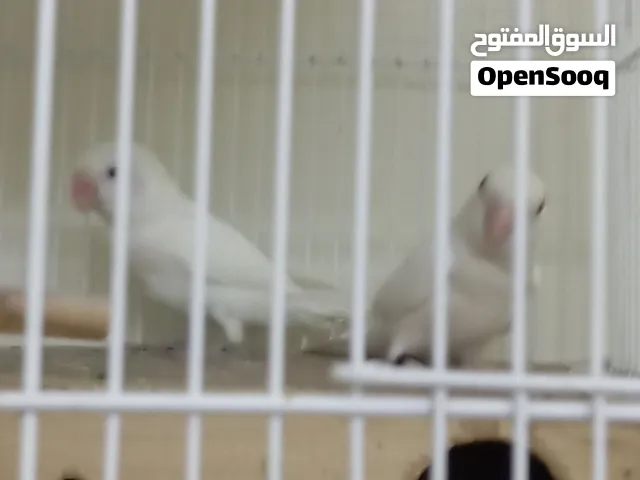 Love bird for sale 25bd