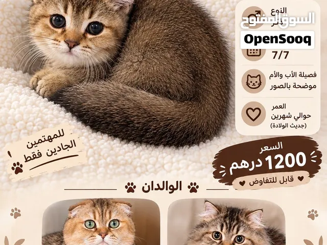 قط ذكر