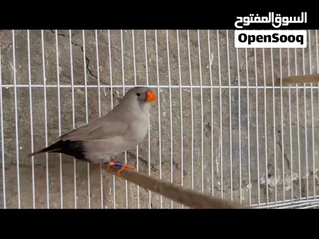 طيره شاركول لايت باك حجل 26 تفاصيل