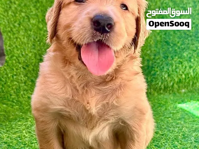 اجمل جراوى جولدن بيور بنت وولد عمرهم 50 يوم