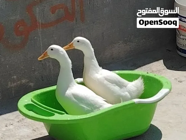 ذكر بط بكيني