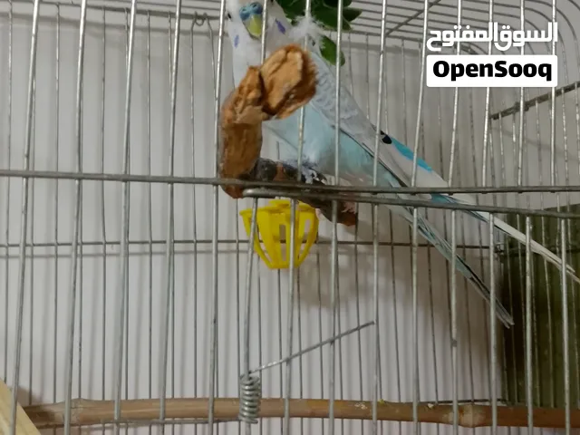 موجود جوز حب البينو سكري صحه ونضافه بالصلاه على النبي ماكينه انتاج قابل للتفاوض