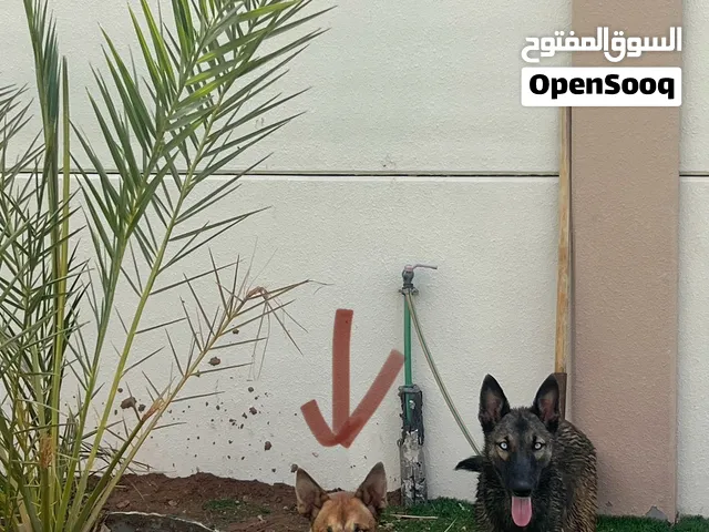 كلاب بيلوسكي للتبني اثنيناتهم