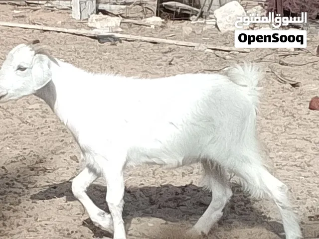 عناق العمر 4شهور ميزان ومسلان تبارك الله