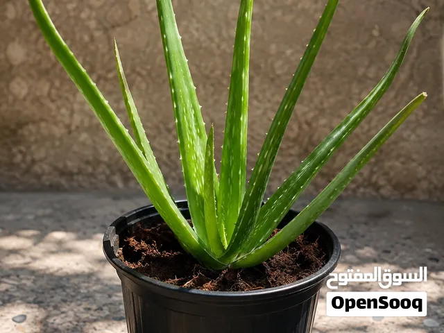 صابر الاولفيرا (عصارة الجل ) بعدة احجام مختلفة ومميزة
