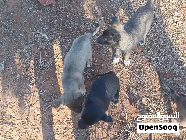 جراو انثى ملينوا مجنس بكلب عربي  العمر شهرين ونص
