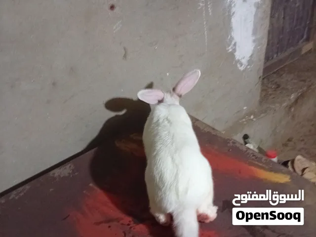 نتايه كاليفورنيا سلاله ممتازه ما ولدتش غير ثلاث مرات