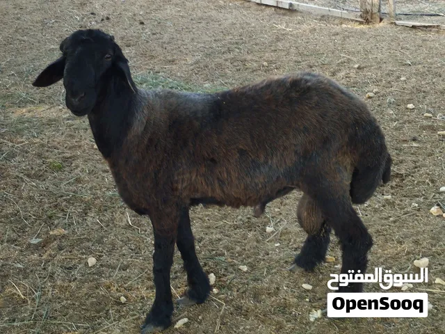 الكبش العماني