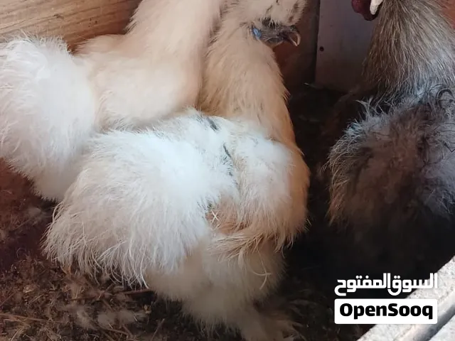 صيصان مصوف وزهرة فول وفرح ذيبا وباكستاني