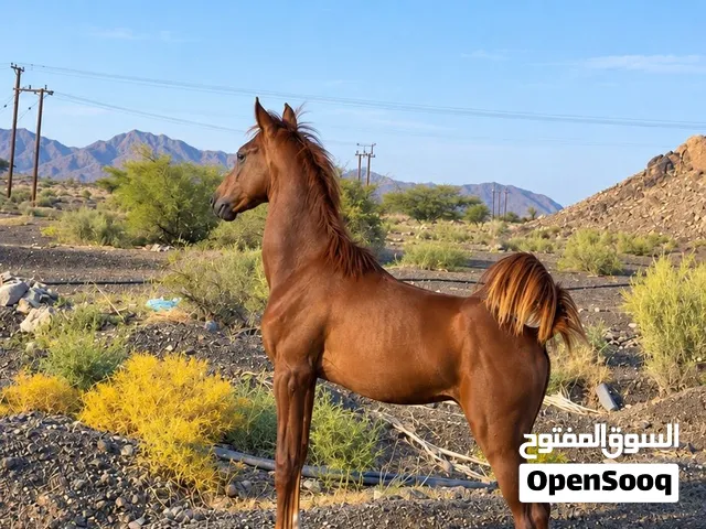 مهر مهجن للبيع