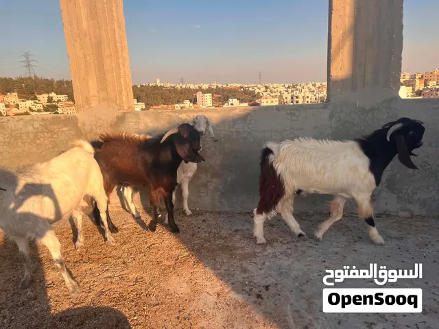 جديان عدد 2 عمر 11 شهر صحه ونظافه بصلاه على النبي