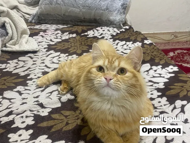 قط ذكر شيرازي