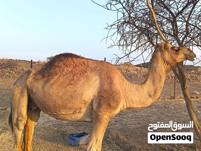 للبيع ناقه شماليه