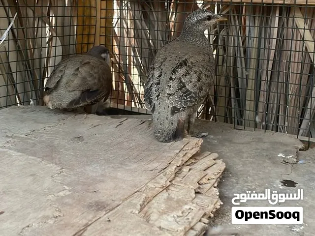 للبيع صبا وحمام بري وعصافير بريه وسمان صيني