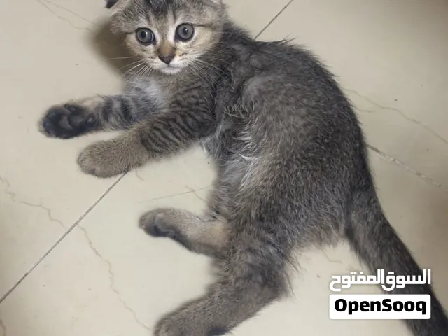 قطط سكوتش فولد ذكور وإناث العمر شهرين ونص