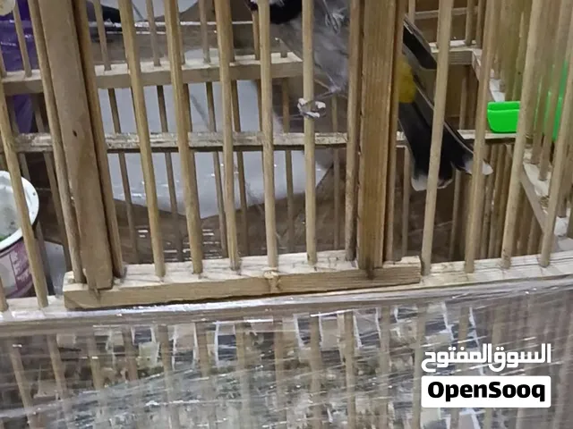 بلبل فحل اليف طير. حلو مرتب ياكل من الايد يطلع بل بيت طير حلو وشرط التغريد الوصف مهم