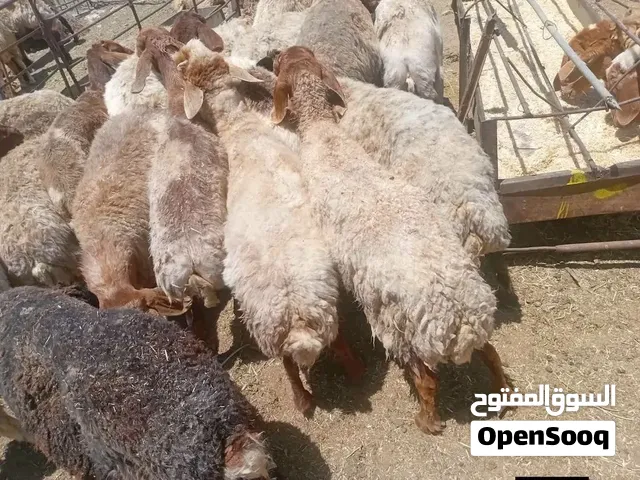 حلال بلدي عقائق ومجنوي ونذر ولجميع المناسبات عرض لفترة محدودة جميع الأوزان بالصلاة على النبي