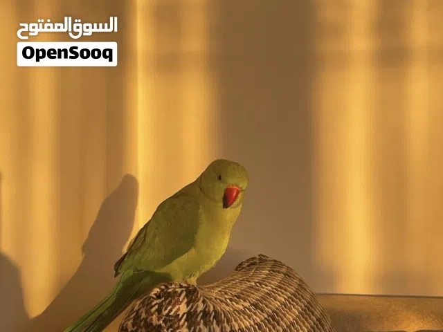 بغبغاء دره هندي