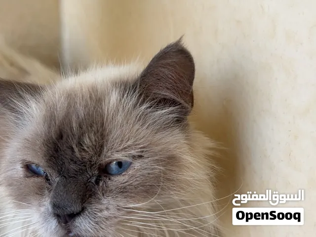 سنور اموره طيبه