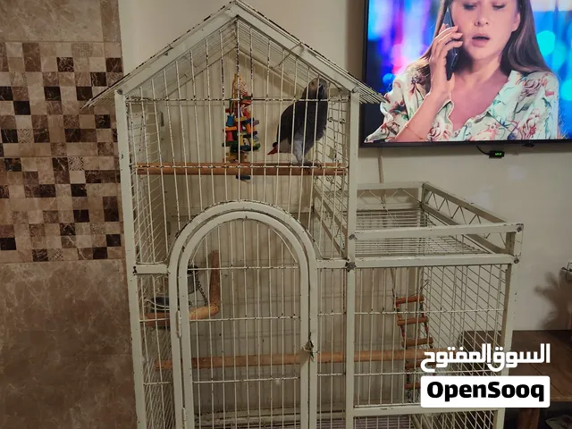 قفص بيع للببغاء