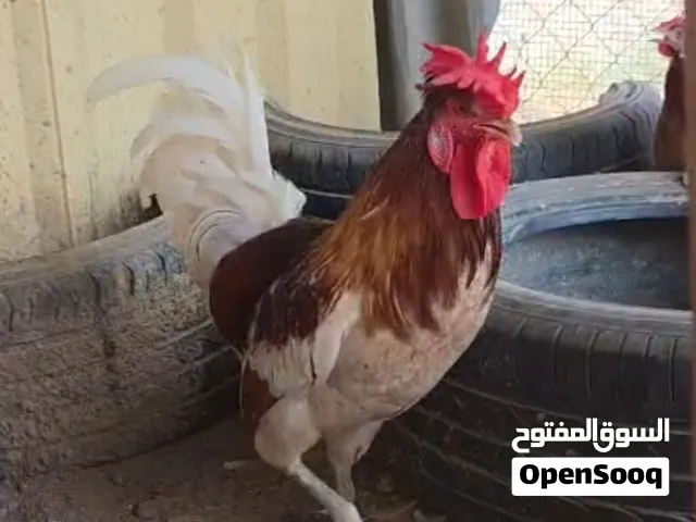 دجاج فرنسي