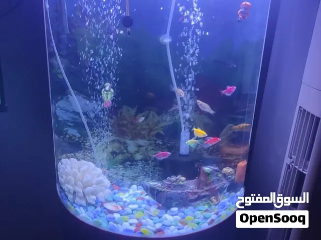 حوض اسماك اوربي