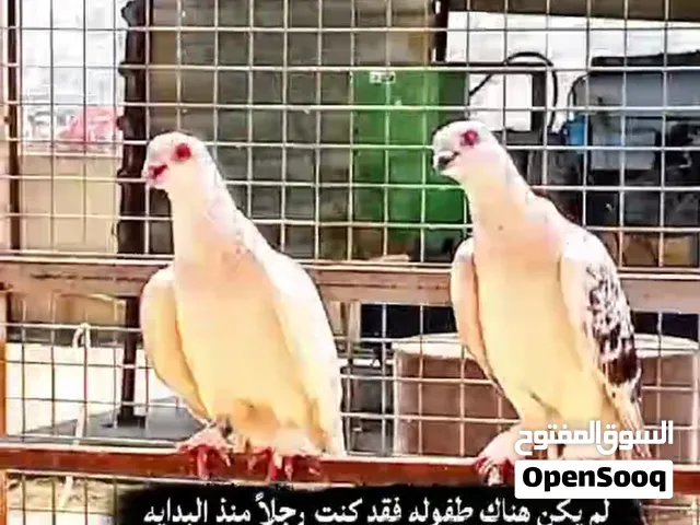 حمام حلبي زوج فقط