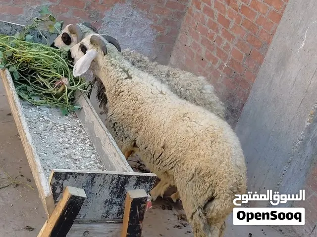 خروفين أوسيمي