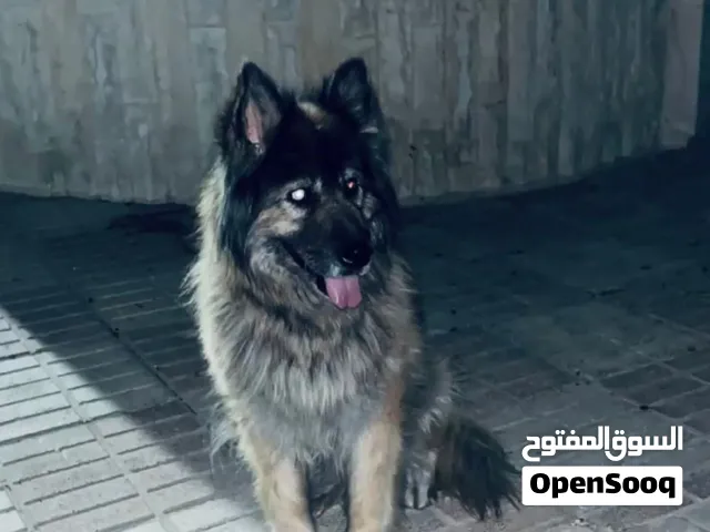 كلب جيرمن للبيع