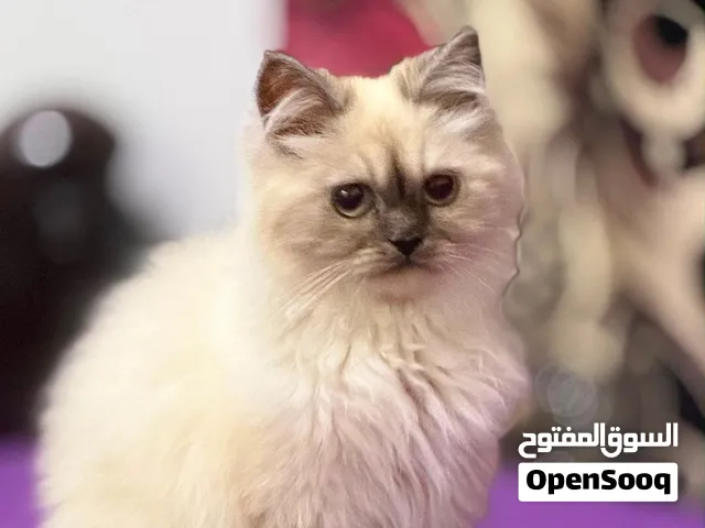 همالايا 4 أشهر