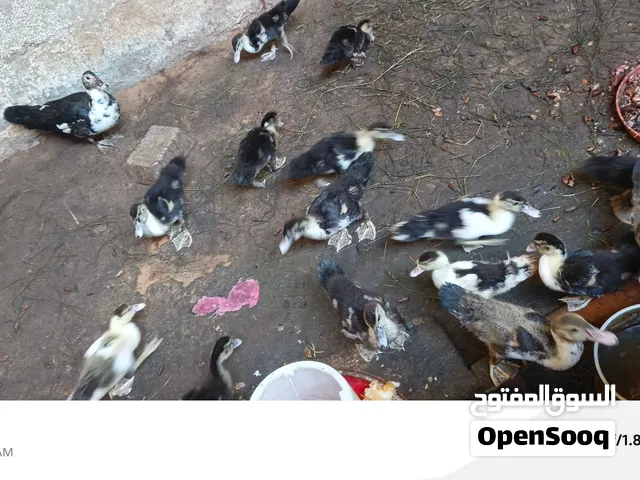 بط فلوس بصحة ممتازة