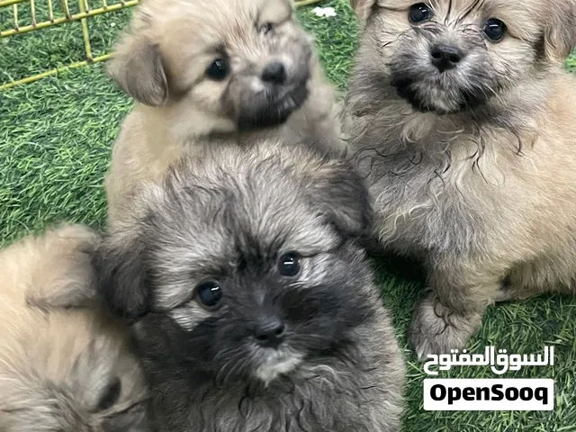 بومرينيان Xمالتيز