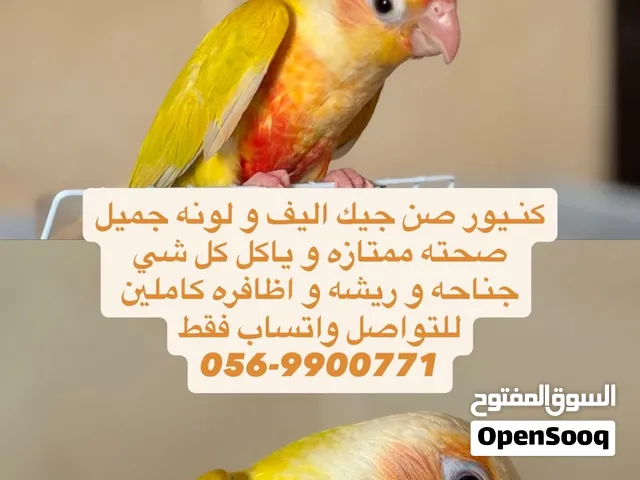 كنيور صن جيك اليف جداً جداً