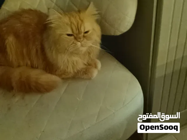 بيكي فيس مطعم