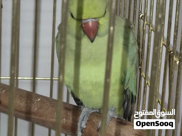 درة هندي ببغاء