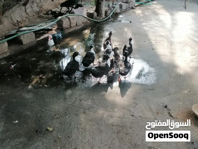 Duck 5MR /Small 3MR