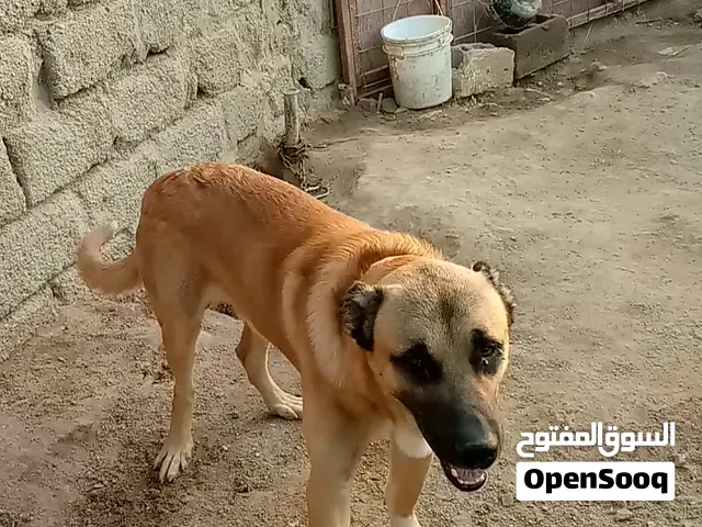 فحل كنكال خشن