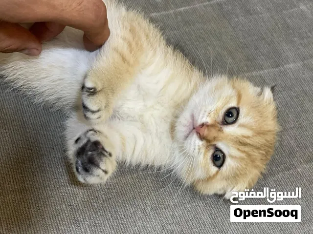 سكوتش فولد