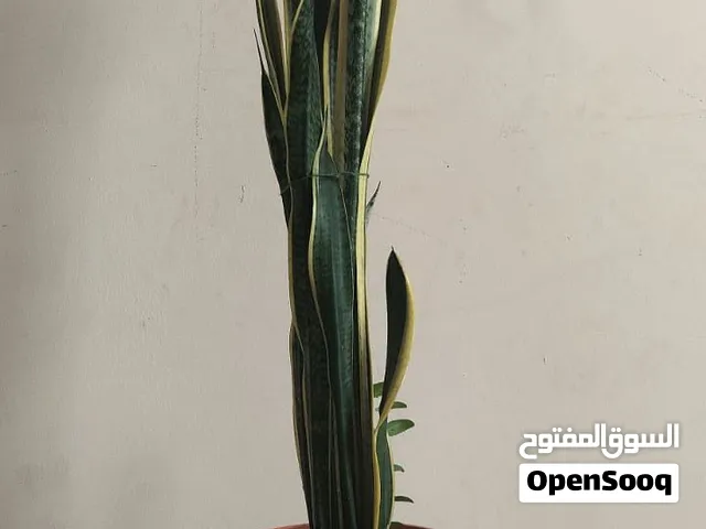 Stunning Variegated Snake Plant for Sale