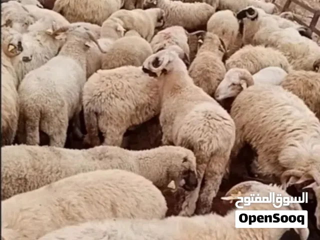 لبيع الخراف والمواشي البلدي والروماني