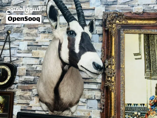 ديكور راس غزال الماها العربي