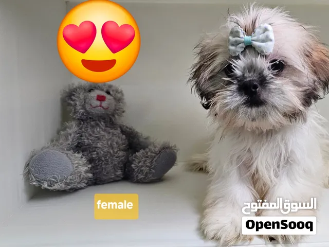 peute shihtzu peur  جميلات الشيتزو بيور
