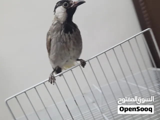 2monthe bulbul Bahraini tamd