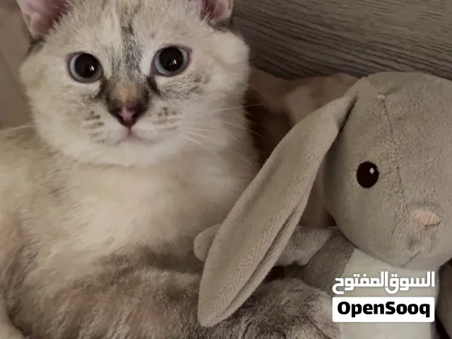 قطة همالايا من نوع نادر