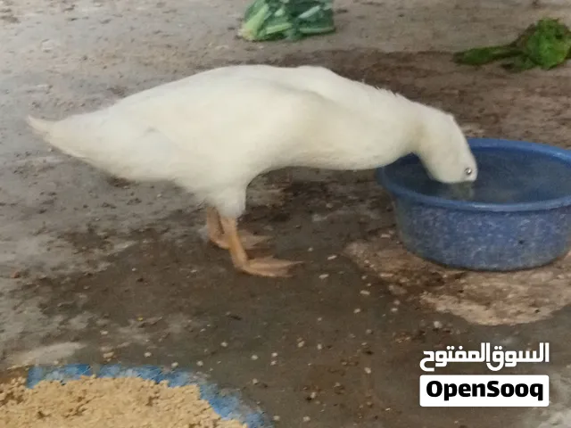 بطة للبيع بصحة ونظافة