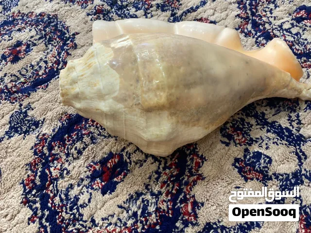 بيع البوق..
