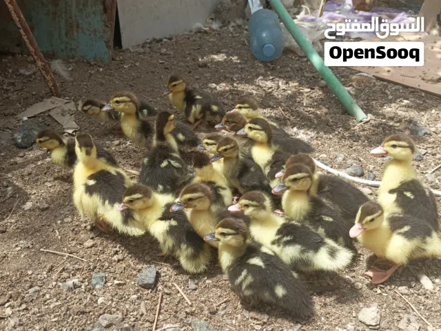 بط مصري للبيع